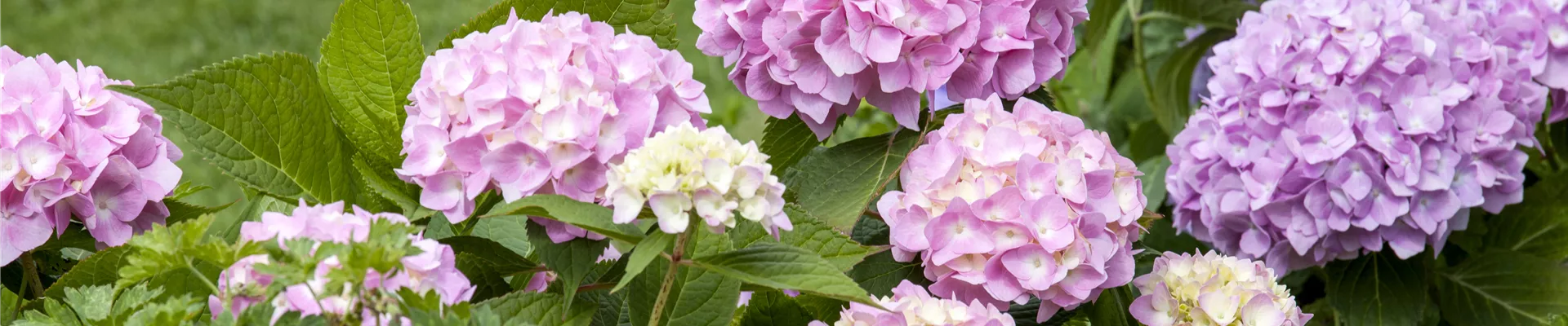 Hydrangea 'Endless Summer'®