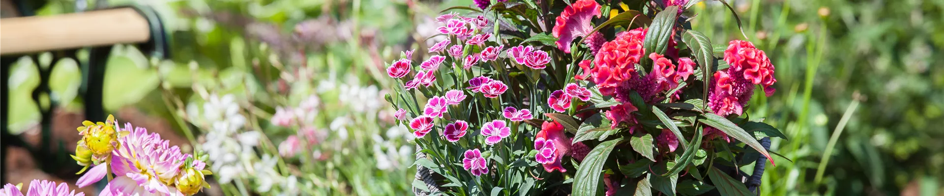 Dianthus 'Pink Kisses'® Dianthus 'Pink Kisses'®