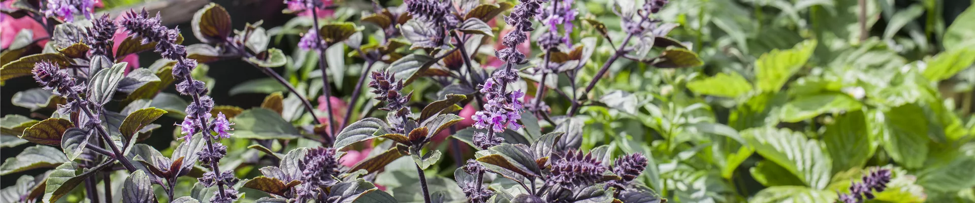 Ocimum basilicum, rot Ocimum basilicum, rot
