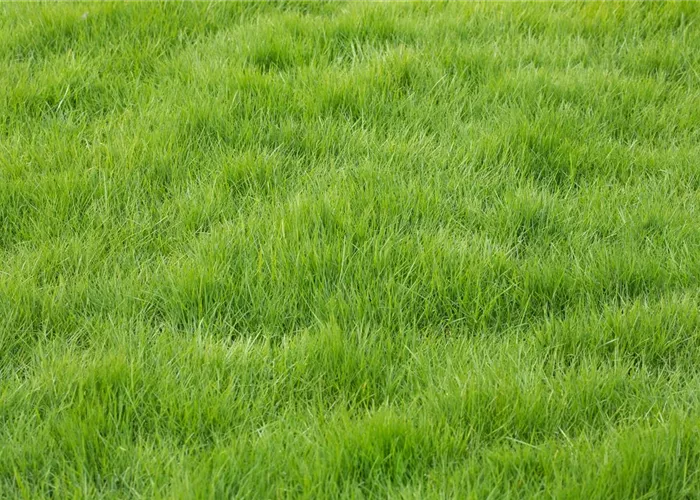 Rasendünger Rasendünger