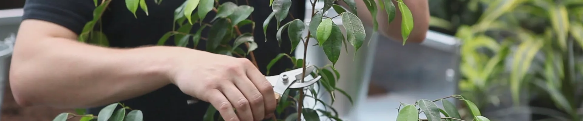 Grüne Zimmerpflanzen - Zurückschneiden und Pflegen (thumbnail) Grüne Zimmerpflanzen - Zurückschneiden und Pflegen (thumbnail)