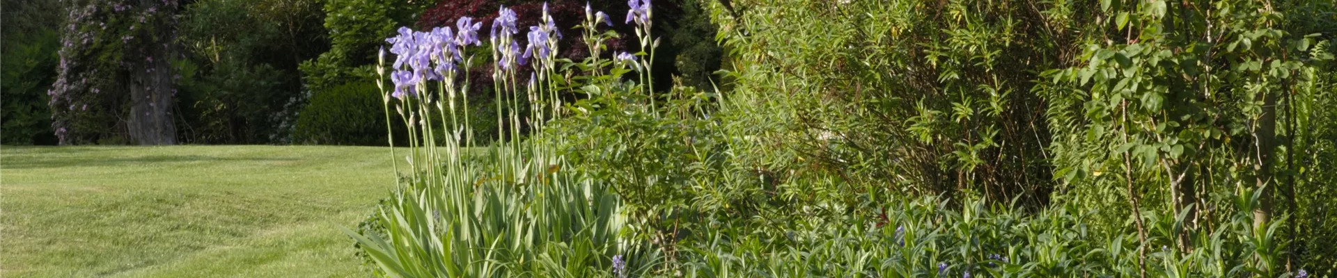 Beet mit Schwertlilien Beet mit Schwertlilien