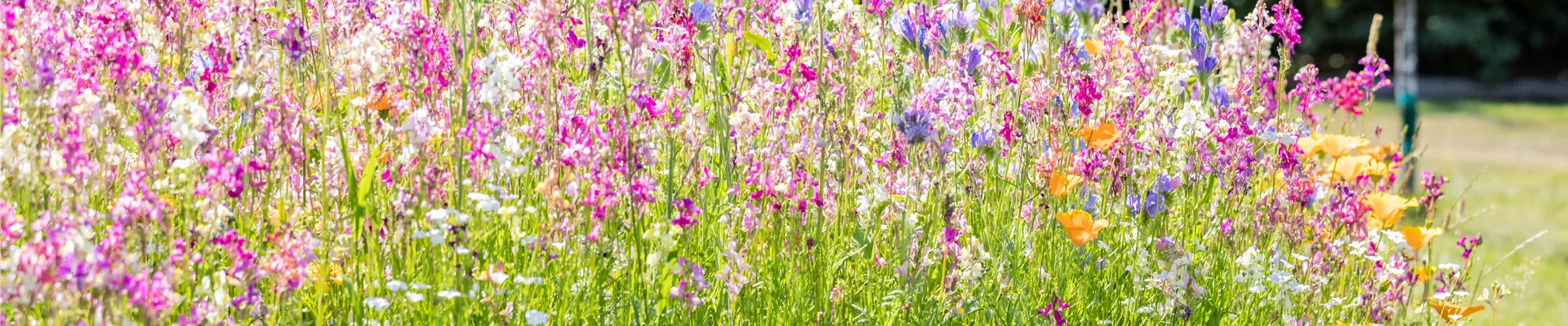 Bienenweide Bienenweide