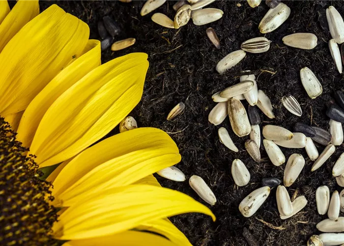 Blumensamen-Mischungen Blumensamen-Mischungen