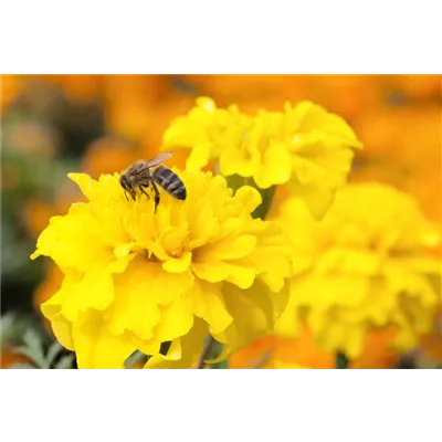 Bienenweide Bienenweide