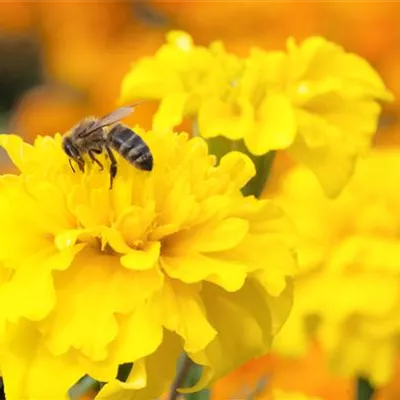 Bienenweide-Samen Bienenweide-Samen