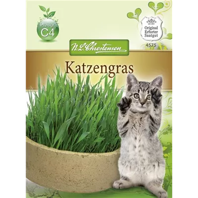 Katzengrassamen Katzengrassamen