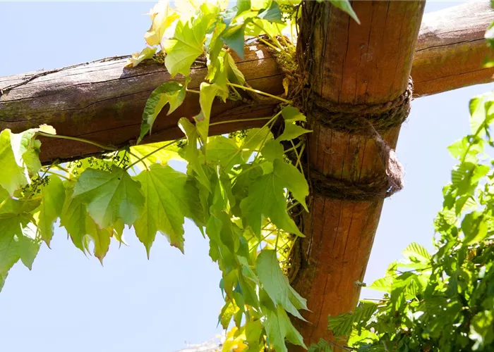 Kletterpflanzensamen Kletterpflanzensamen