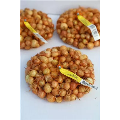 Speisezwiebel 'Radar' Speisezwiebel 'Radar'