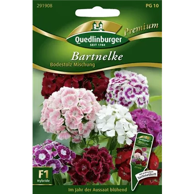 Bartnelkensamen 'Bodestolz'