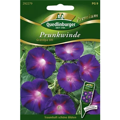 Trichterwindensamen 'Grandpa Ott' Trichterwindensamen 'Grandpa Ott'