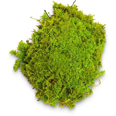 fleur ami PREMIUM BALLENMOOS fleur ami PREMIUM BALLENMOOS