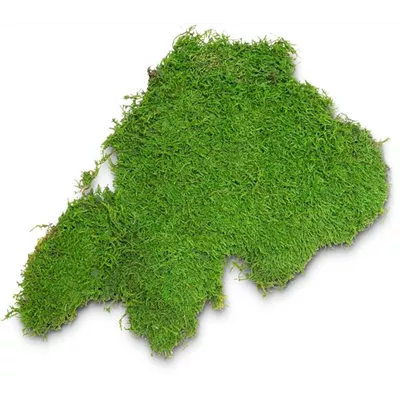 fleur ami PREMIUM FLACHMOOS fleur ami PREMIUM FLACHMOOS