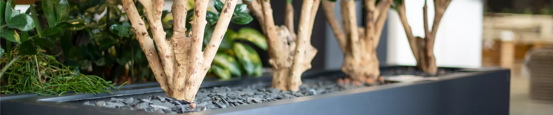 Kunstpflanzen Kunstpflanzen