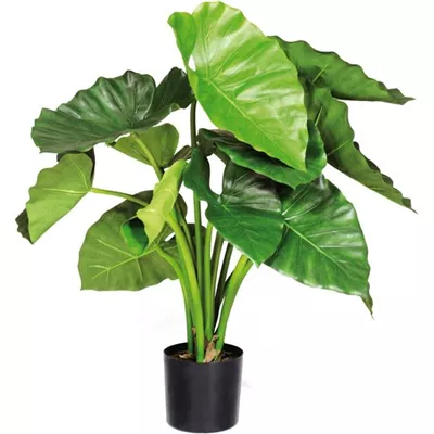 fleur ami ALOCASIA CALIDORA Kunstpflanze fleur ami ALOCASIA CALIDORA Kunstpflanze