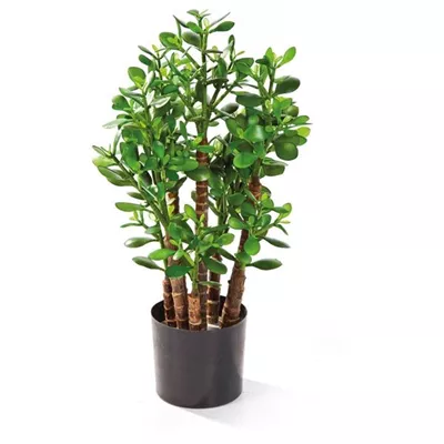 fleur ami CRASSULA OVATA Kunstpflanze
