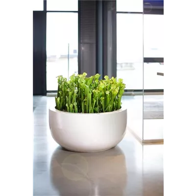 fleur ami PREMIUM CLASSIC Bodengefäß fleur ami PREMIUM CLASSIC Bodengefäß