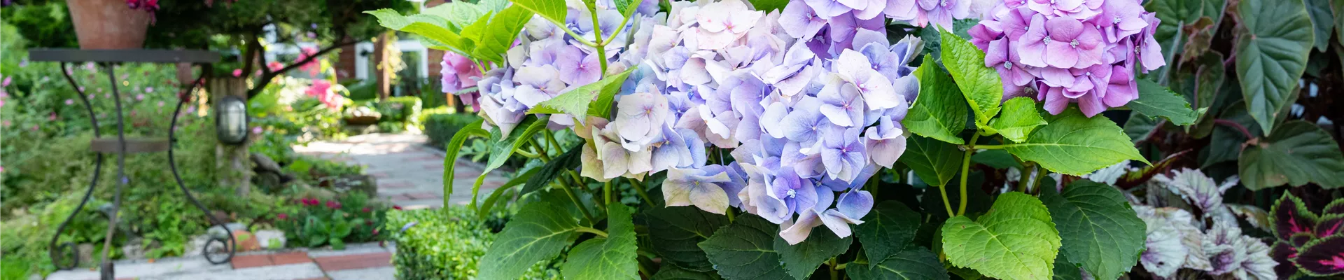 Hortensie im Pflanzgefäß Hortensie im Pflanzgefäß
