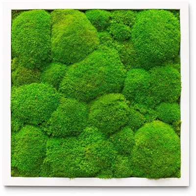 fleur ami PREMIUM Moos-Bild fleur ami PREMIUM Moos-Bild