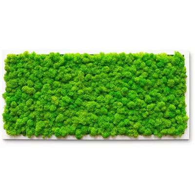 fleur ami PREMIUM Moos-Bild fleur ami PREMIUM Moos-Bild