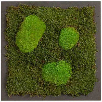 fleur ami PREMIUM Moos-Bild fleur ami PREMIUM Moos-Bild