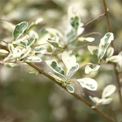 Bewimperter Liguster 'Musli'® Bewimperter Liguster 'Musli'®