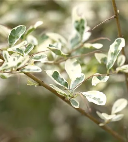 Bewimperter Liguster 'Musli'® Bewimperter Liguster 'Musli'®