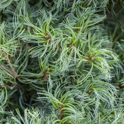 Seidenkiefer 'Tiny Curls' Seidenkiefer 'Tiny Curls'