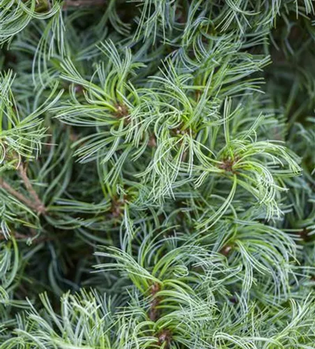 Seidenkiefer 'Tiny Curls' Seidenkiefer 'Tiny Curls'