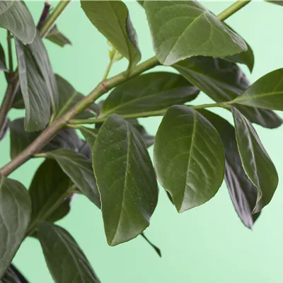 Lorbeerkirsche 'Novita' - Hecke Lorbeerkirsche 'Novita' - Hecke