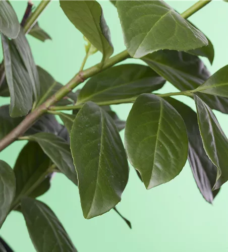 Lorbeerkirsche 'Novita' - Hecke Lorbeerkirsche 'Novita' - Hecke