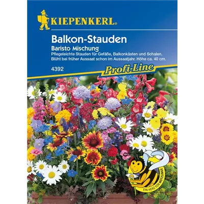Balkonstauden 'Baristo' Balkonstauden 'Baristo'