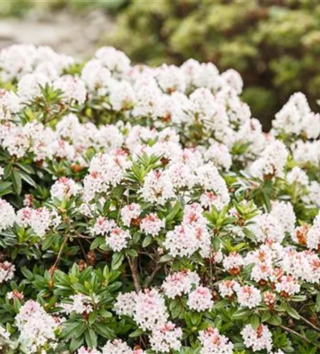 Rhododendron 'Bloombux'® - Hecke Rhododendron 'Bloombux'® - Hecke