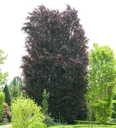 Blutbuchen-Hecke Blutbuchen-Hecke