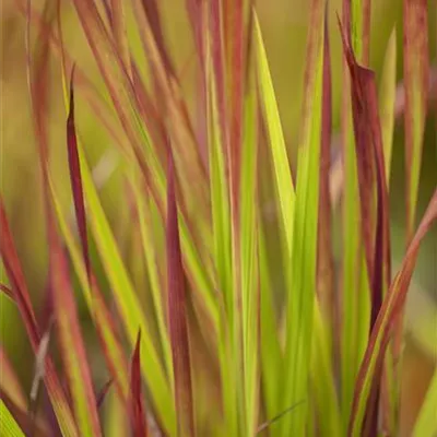 Garten-Blutgras 'Red Baron' Garten-Blutgras 'Red Baron'