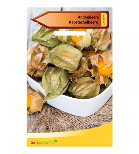 Andenbeere Andenbeere