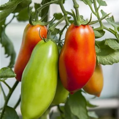 Andenhorn-Tomate 'Andine Cornue' Andenhorn-Tomate 'Andine Cornue'