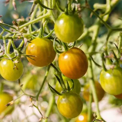 Balkon-Cherrytomate 'Tom Yellow' Balkon-Cherrytomate 'Tom Yellow'