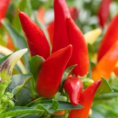 Balkonchili 'Hot Burrito' Balkonchili 'Hot Burrito'