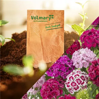 Bartnelke 'Bodestolz' Bartnelke 'Bodestolz'