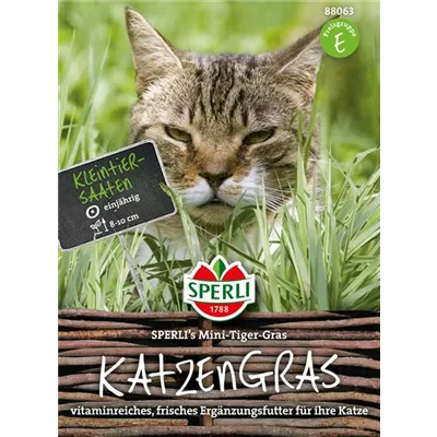 Katzengras Katzengras