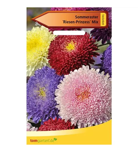 Aster 'Riesen Prinzess' Aster 'Riesen Prinzess'