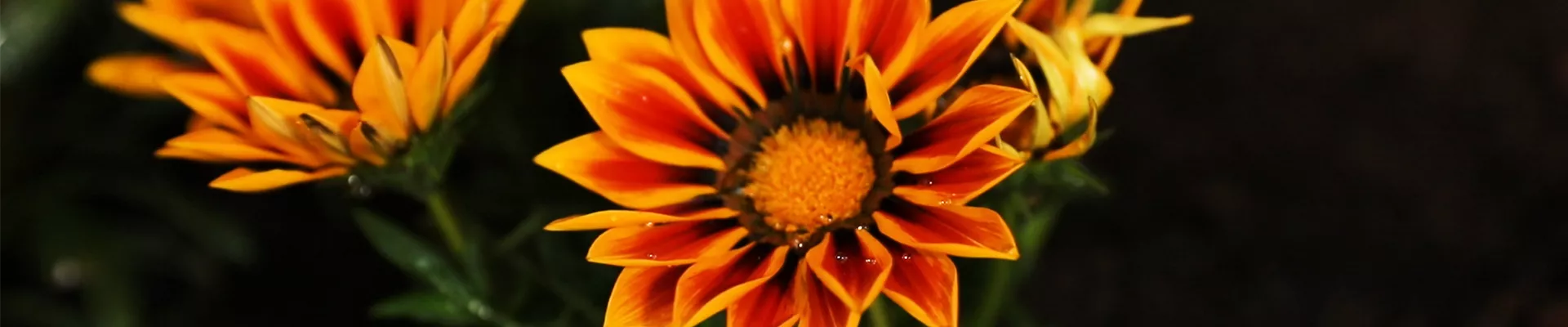 Sonnentaler - Einpflanzen im Garten - Blühender Sonnentaler Sonnentaler - Einpflanzen im Garten - Blühender Sonnentaler