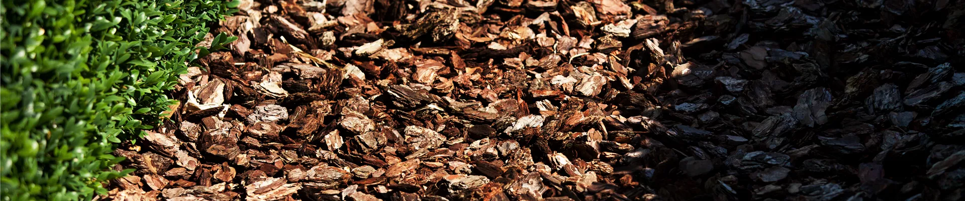 Buxus sempervirens var. arborescens Buxus sempervirens var. arborescens