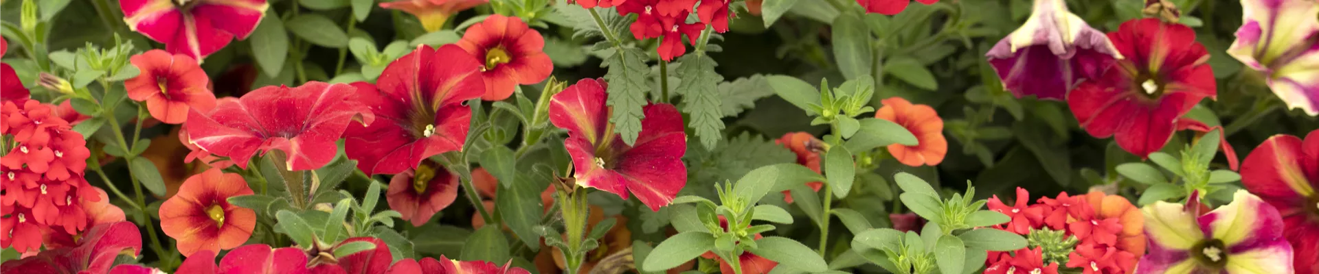 Rot blühende Verbene, Petunie und Calibrachoa Rot blühende Verbene, Petunie und Calibrachoa