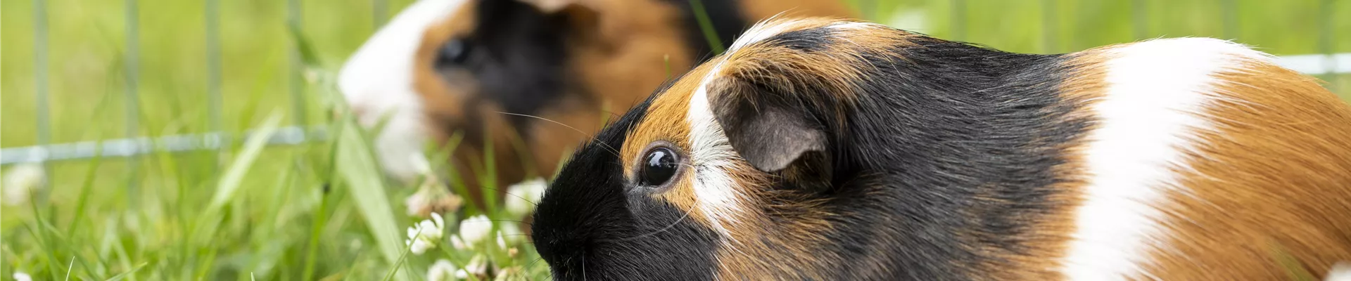 Meerschweinchen Meerschweinchen