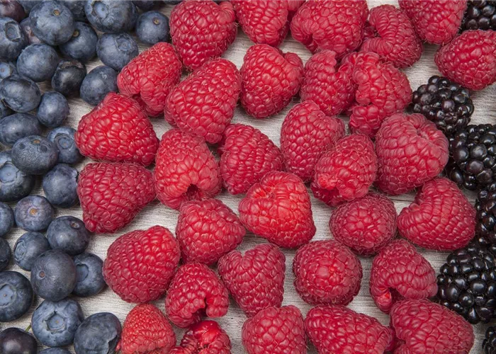 Beerenobst Beerenobst