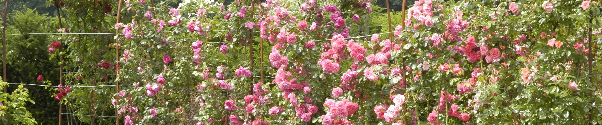 Rosenbogen Rosenbogen