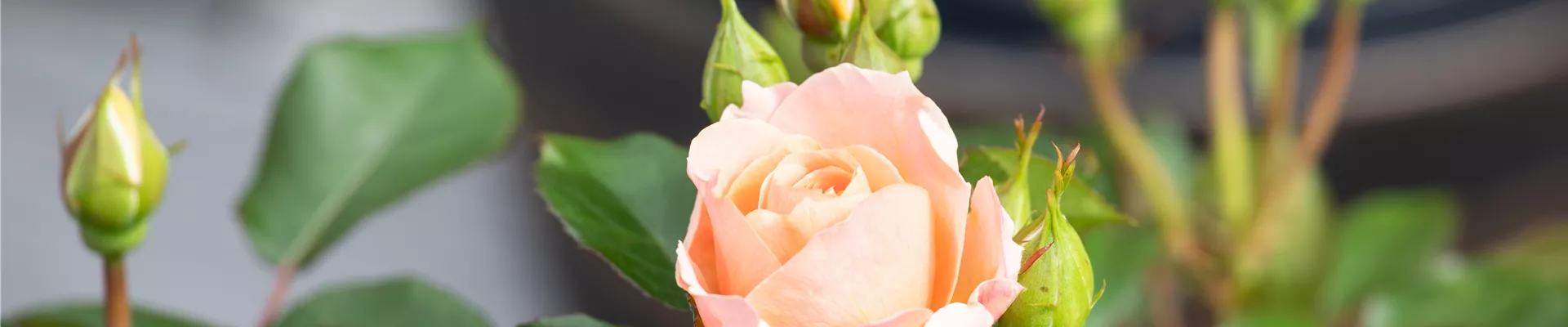 Kleinstrauchrose, lachsrosa Kleinstrauchrose, lachsrosa