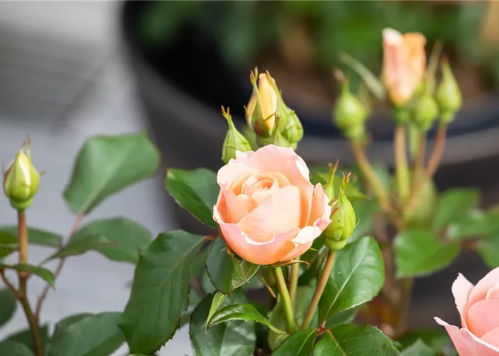 Kleinstrauchrosen Kleinstrauchrosen